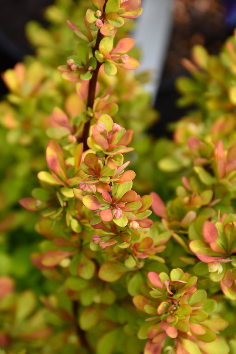 Barberry, Orange Torch