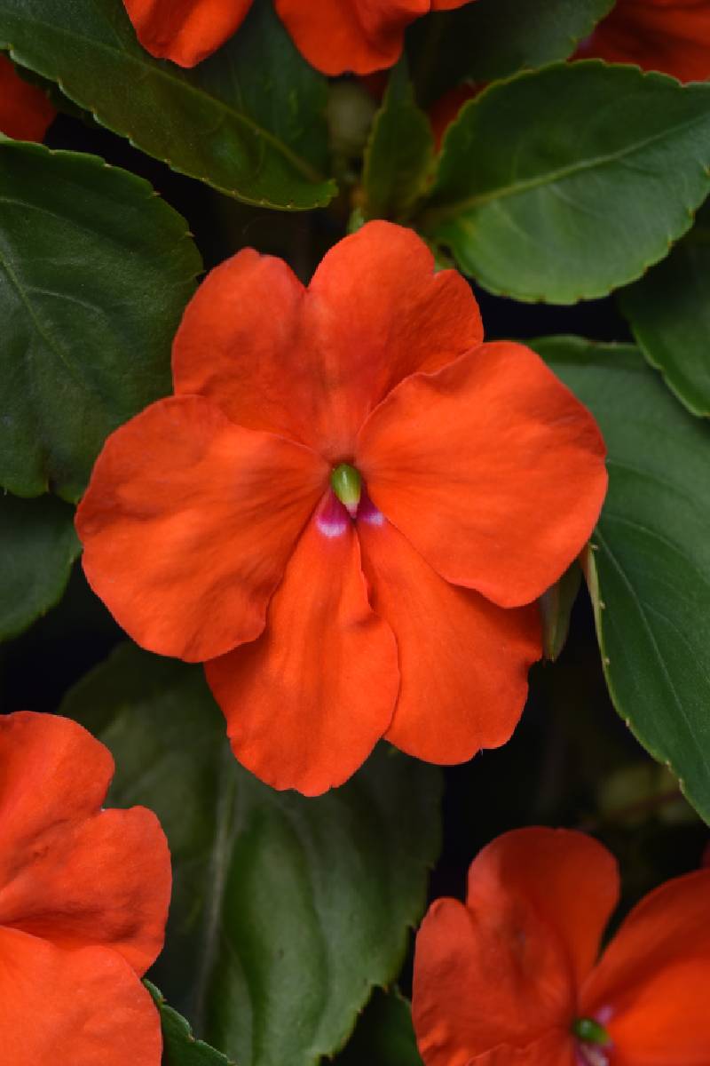Impatiens, Beacon Orange