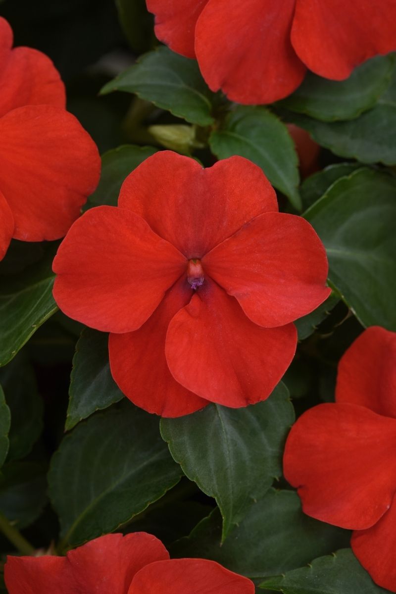 Impatiens, Beacon Red
