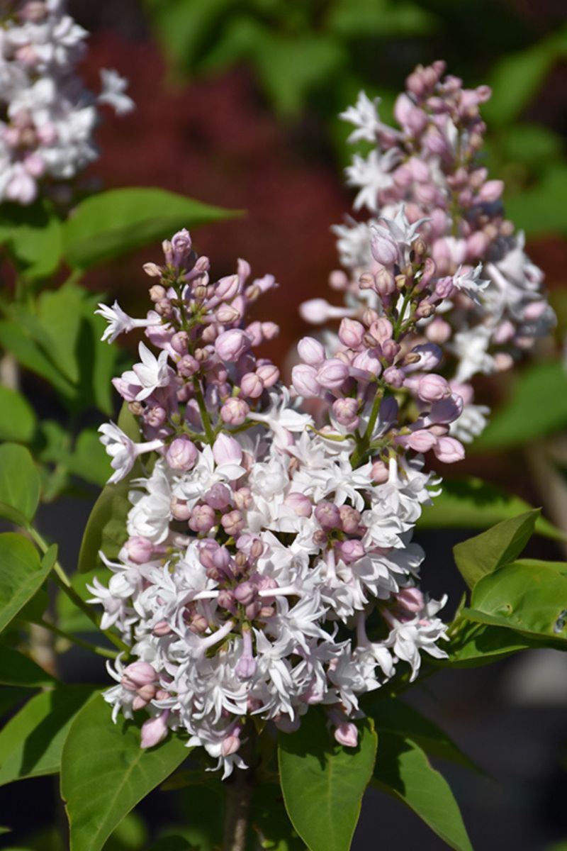 Lilac, Beauty Of Moscow