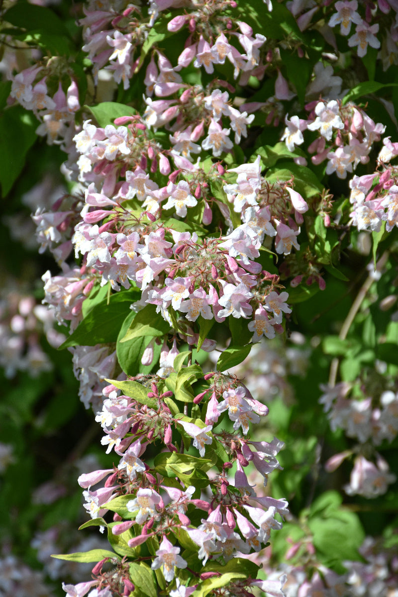Beauty Bush