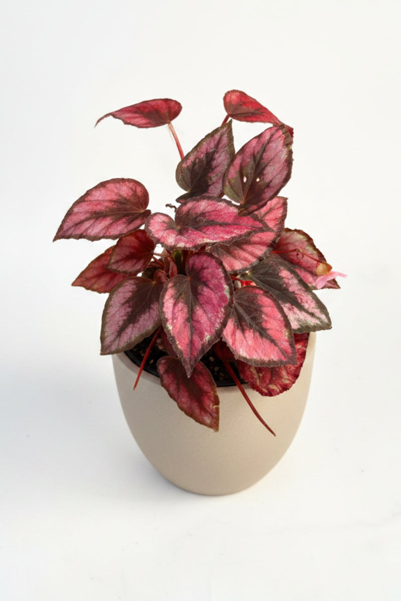 Begonia, Red Kiss 4"