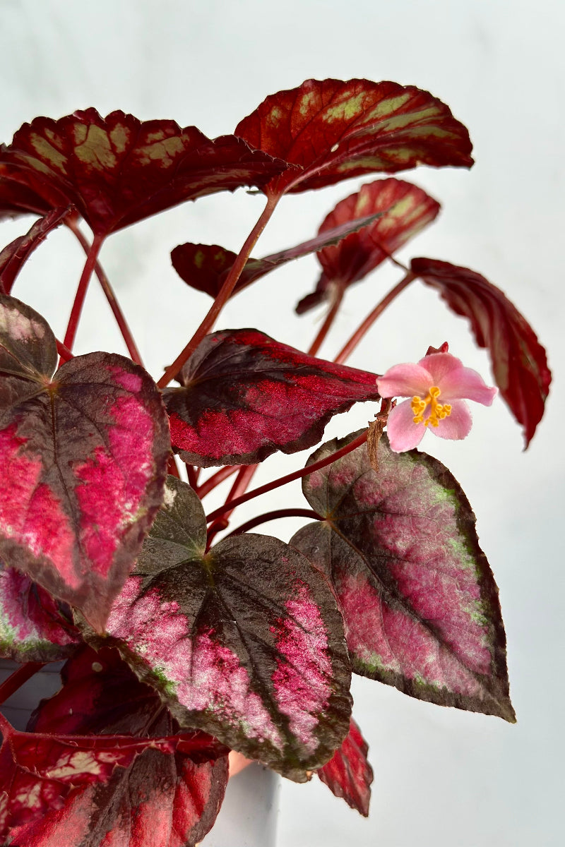 Begonia, Red Kiss 4"