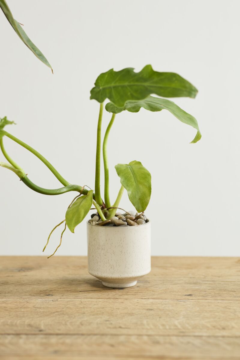 Bello Pot 5.75"x5.5" Off White