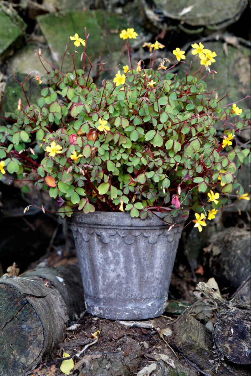 Kobenhavner Pot with Saucer 8.3"x7.3" RAW Grey