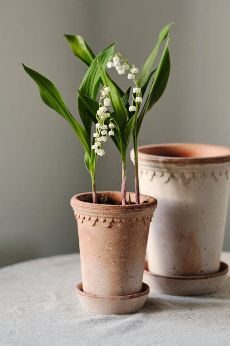 Kobenhavner Tall Pot with Saucer 3.9"x5.5" RAW Rosa