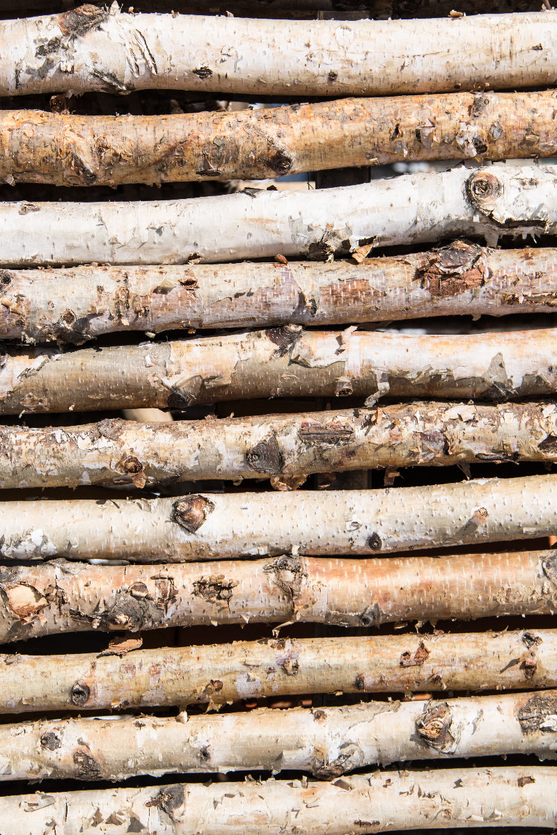 Birch Pole 3'