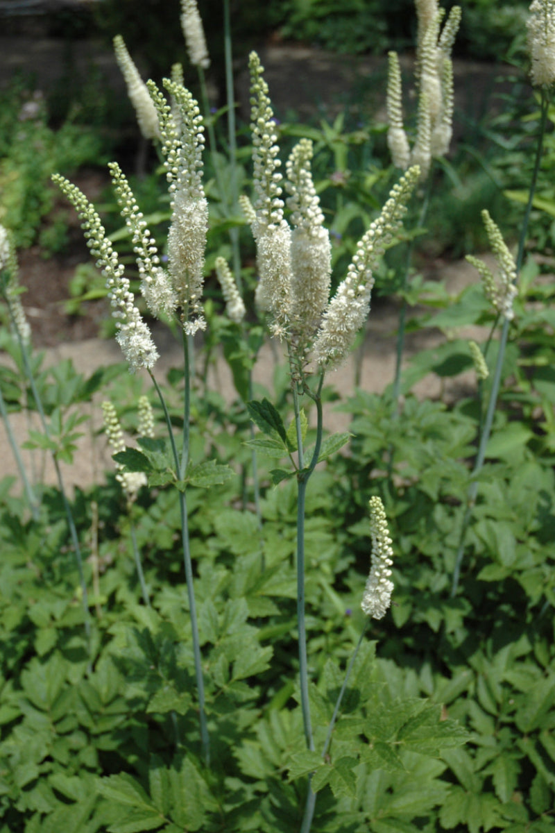 Black Cohosh