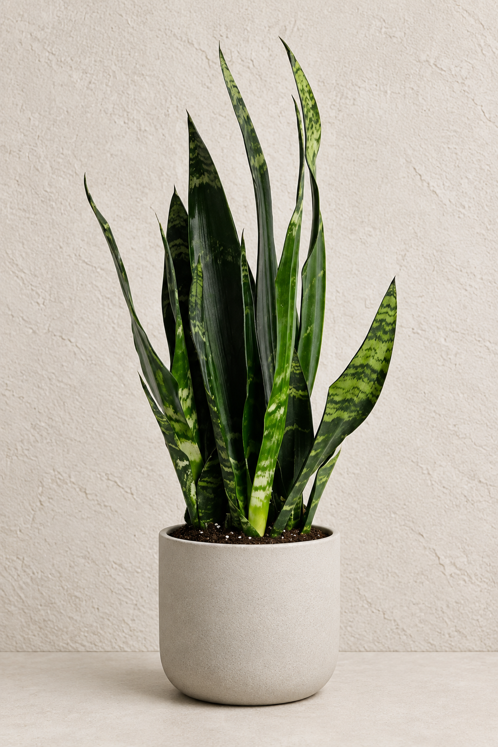 Snake Plant, Black Coral 5"