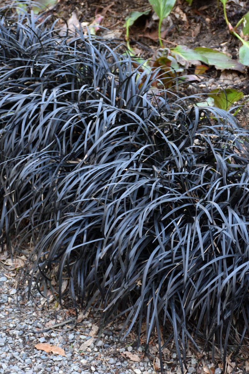Grass, Mondo Black