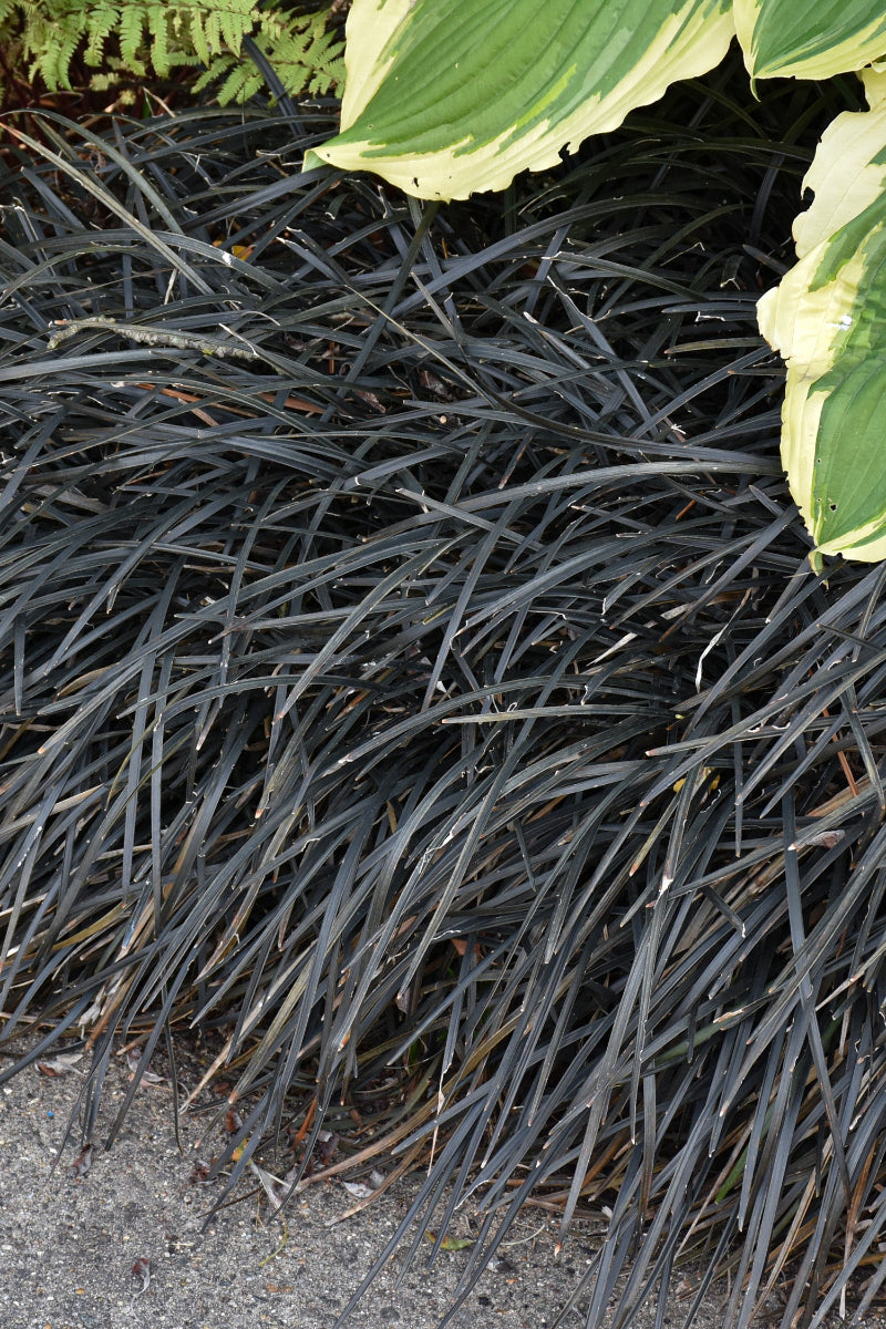 Grass, Mondo Black