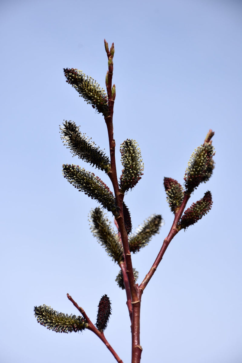 Pussywillow, Black
