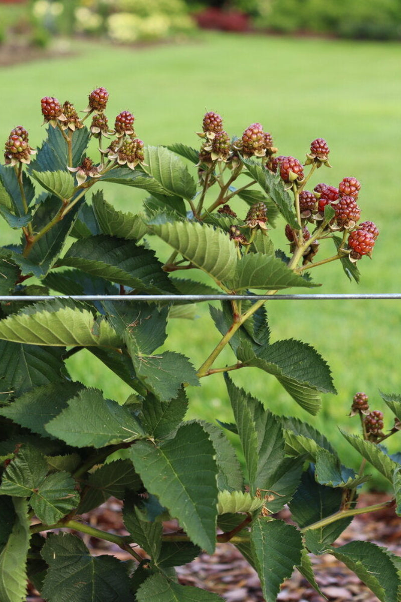 Fruit, Blackberry Taste of Heaven