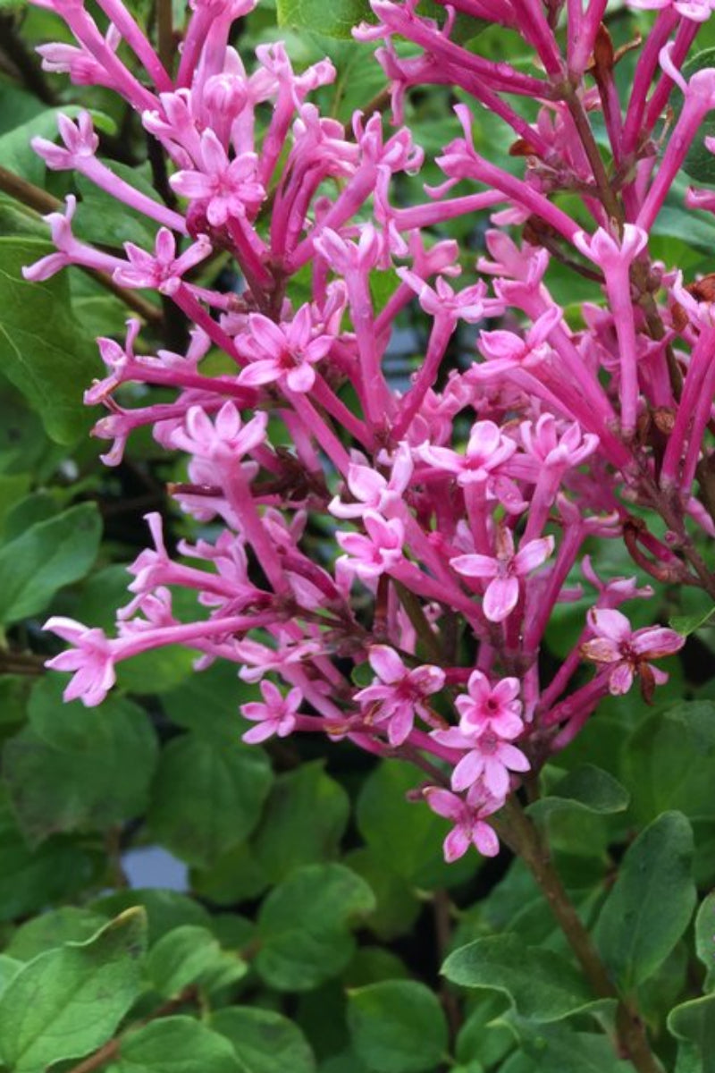 Lilac, Bloomerang Dark Pink