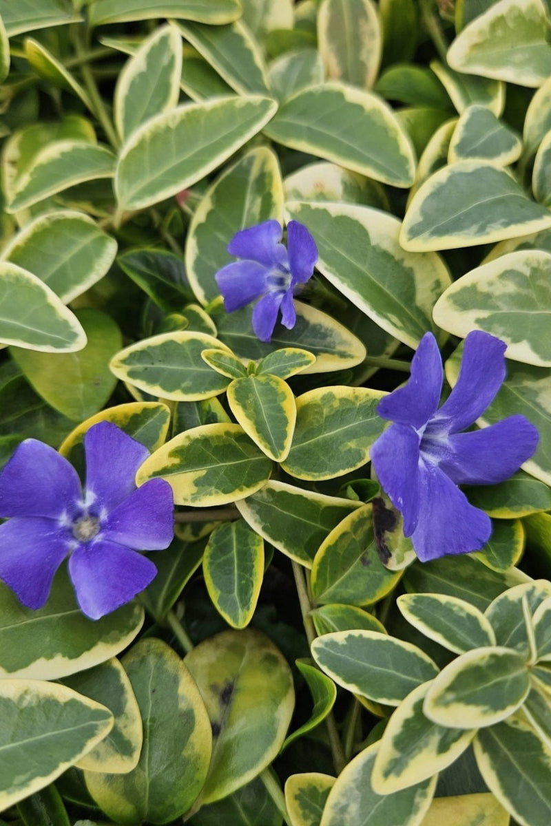 Vinca, Blue & Gold