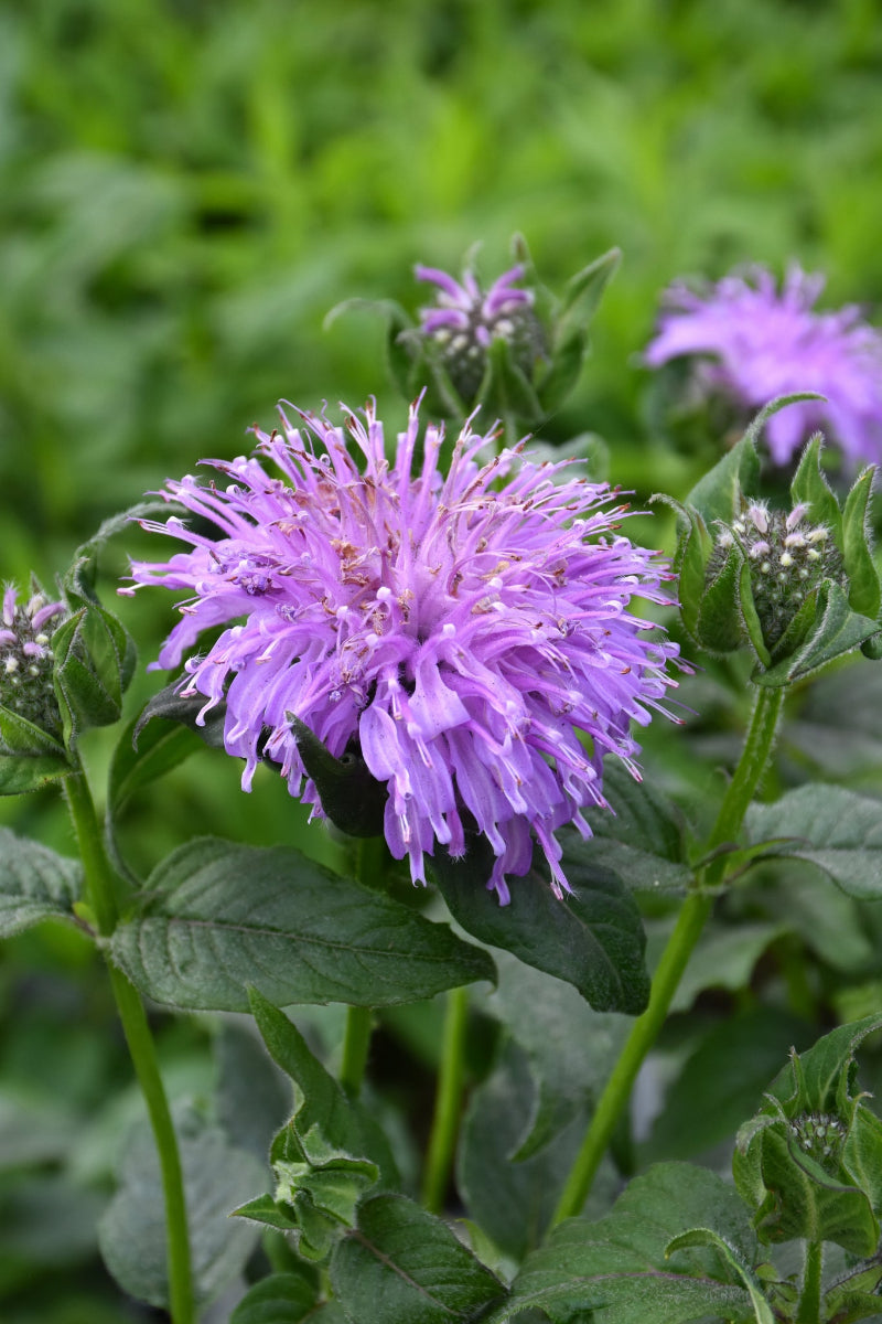 Bee Balm, Blue Moon