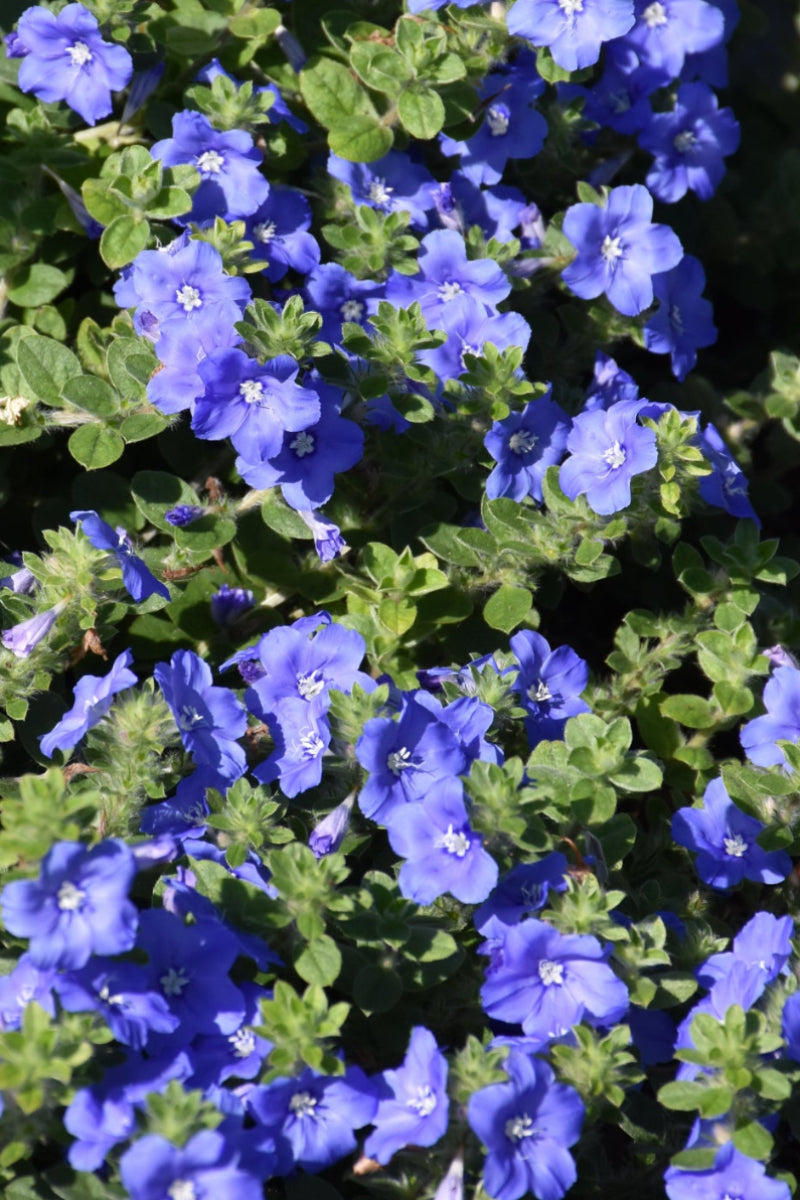 Evolvulus Blue My Mind