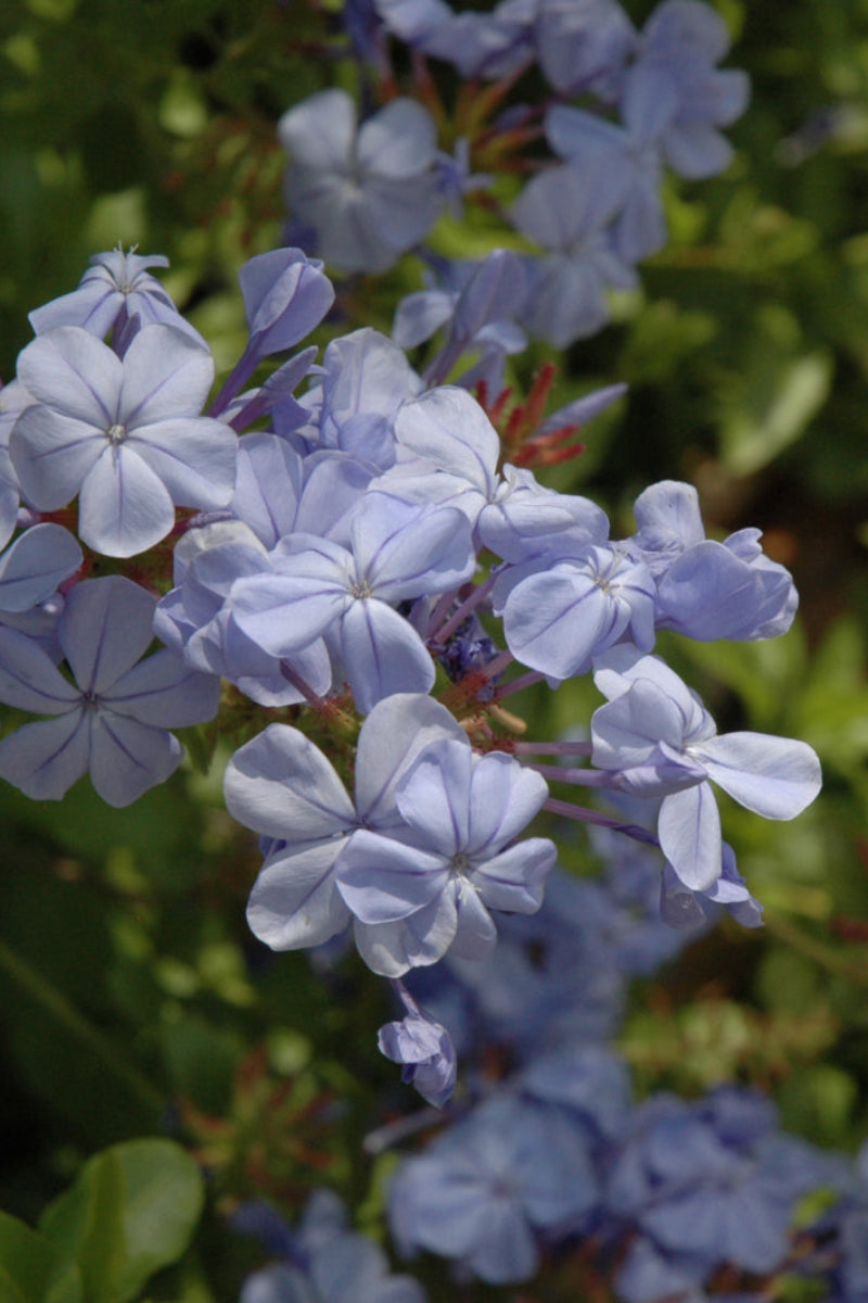 Plumbago, Blue