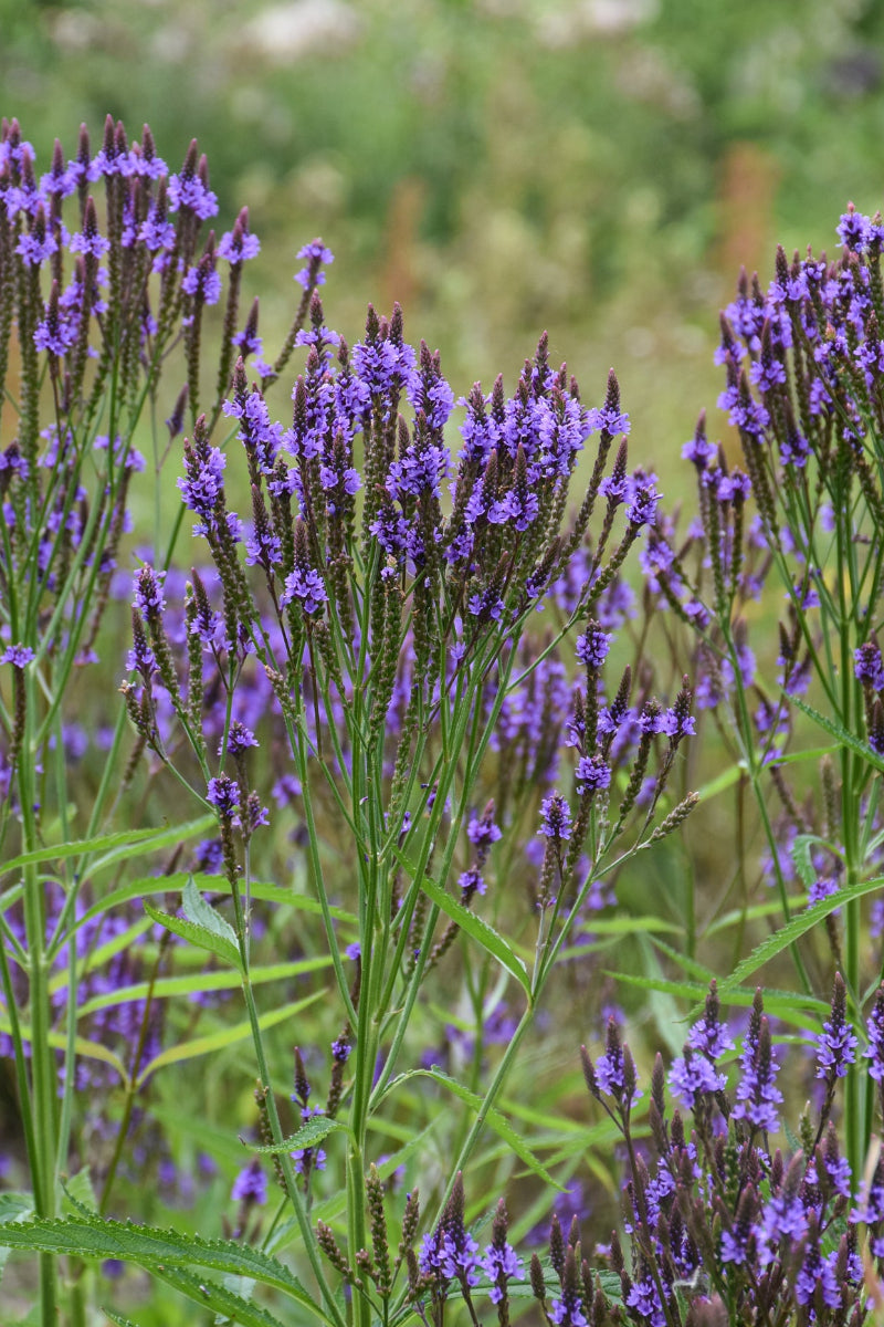 Blue Vervain
