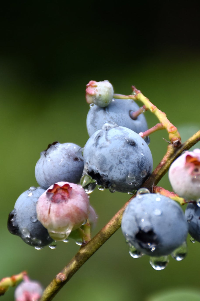 Fruit, Blueberry Blueray