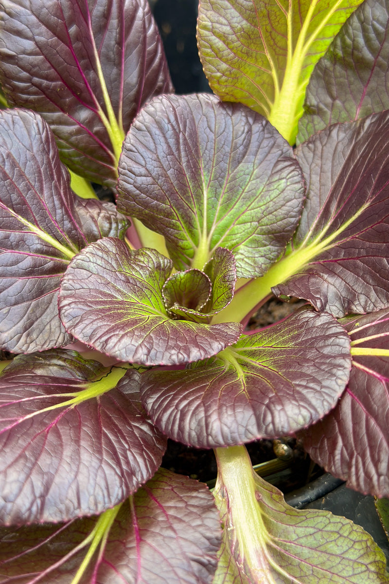 Kale Bok Choy Violetta