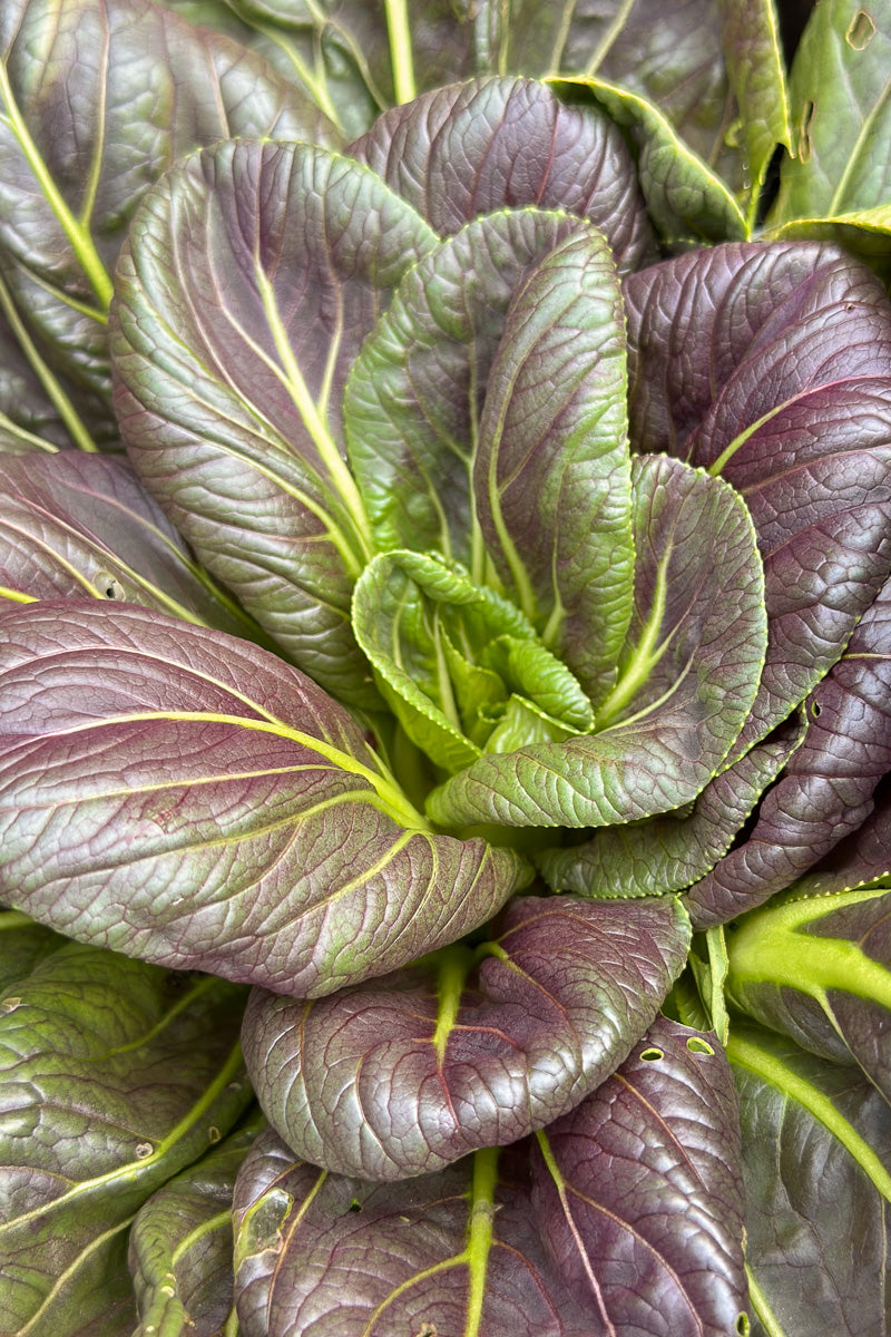 Kale Bok Choy Violetta