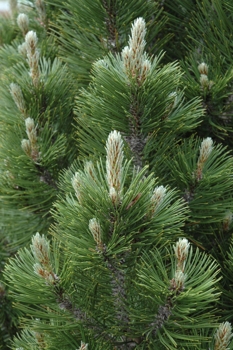 Pine, Bosnian Mint Truffle