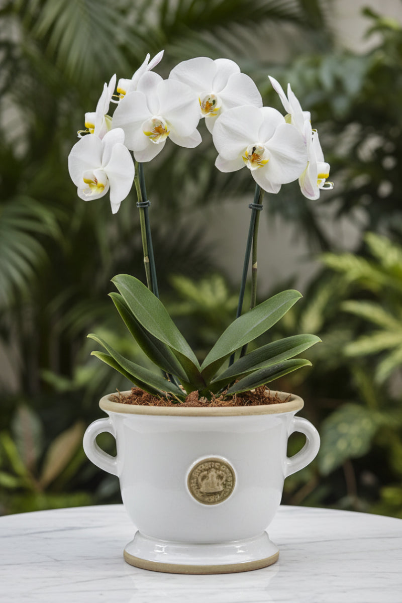 Canterbury Kew Footed Vase 5.5" Old White