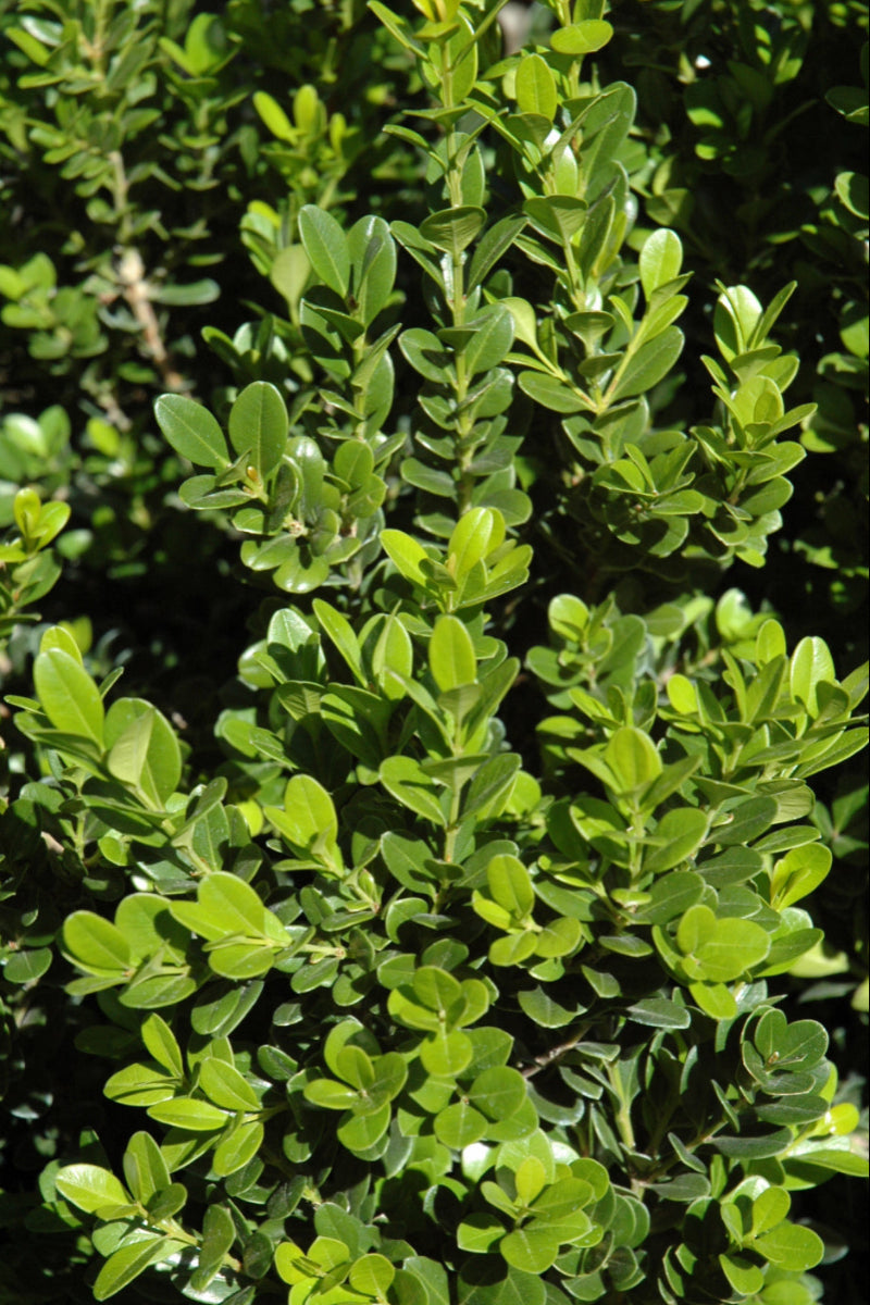 Boxwood, Baby Gem