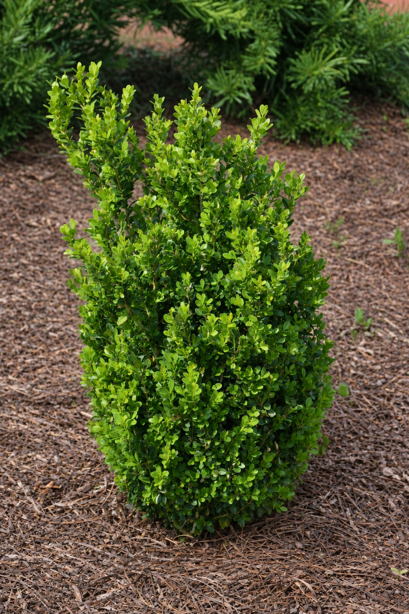 Boxwood, Baby Gem