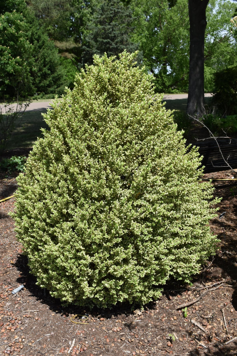 Boxwood, Elegantissima