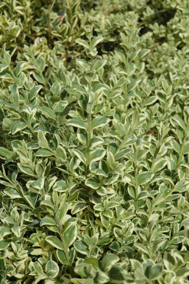 Boxwood, Elegantissima