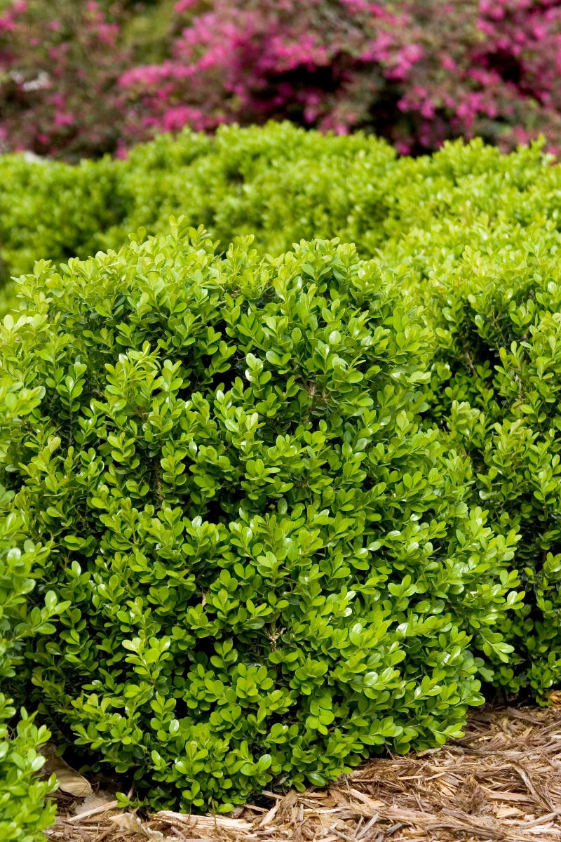 Boxwood, Faulkner