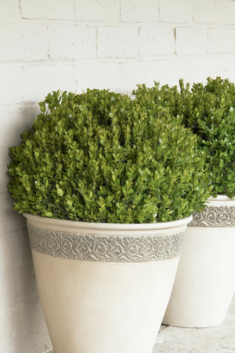 Boxwood, Faulkner