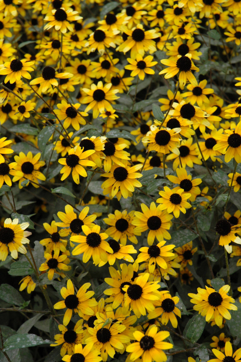 Rudbeckia, Brown Eyed Susan Common
