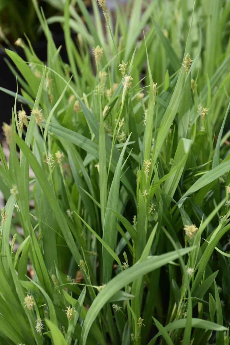 Sedge, Bunny Blue