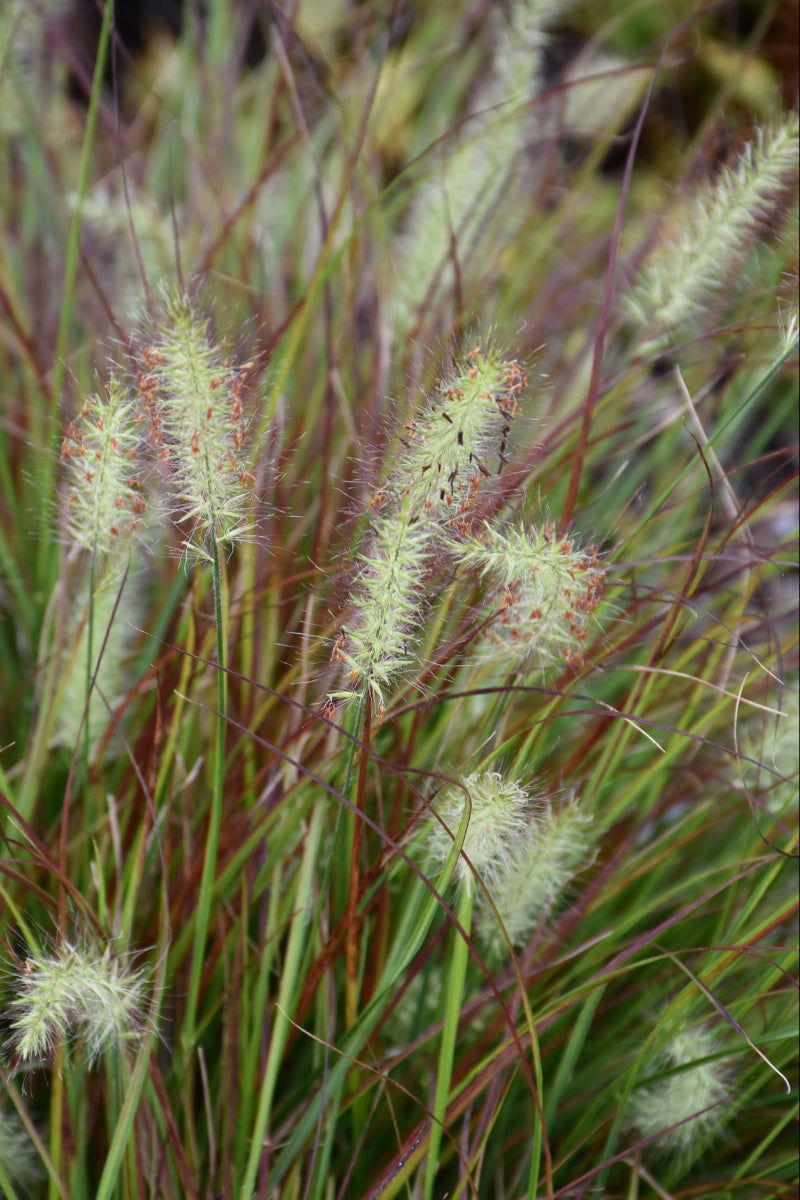 Grass, Fountain Dwarf Burgundy Bunny