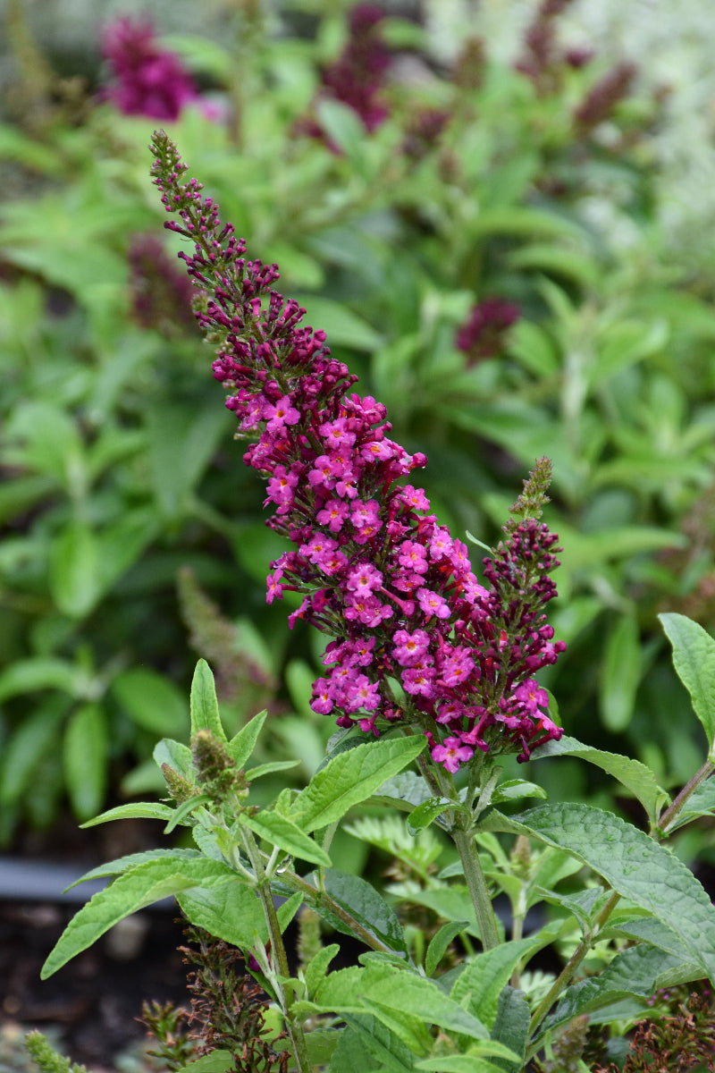 Butterfly Bush, Towers Magenta