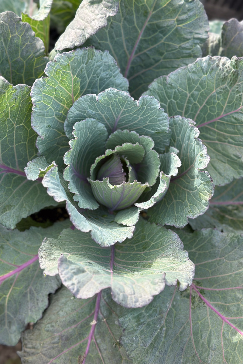 Cabbage Ornamental Deadon