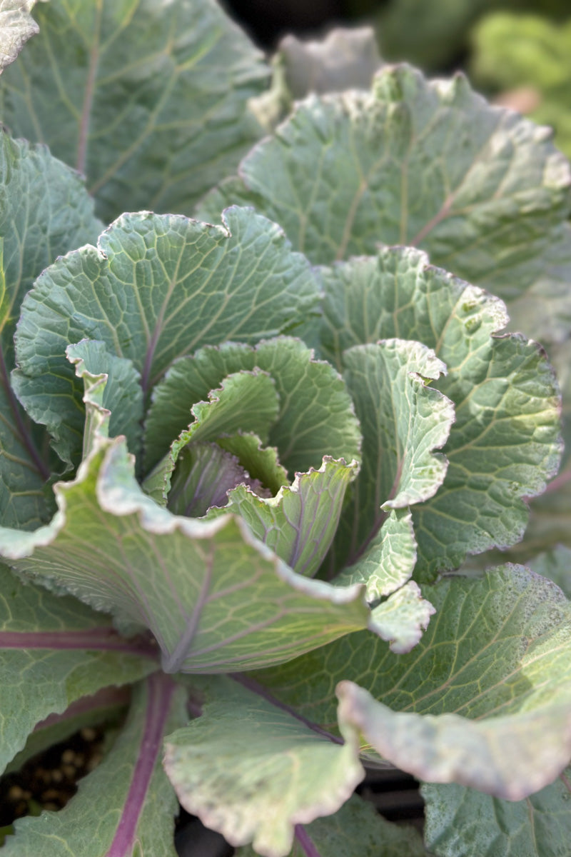 Cabbage Ornamental Deadon