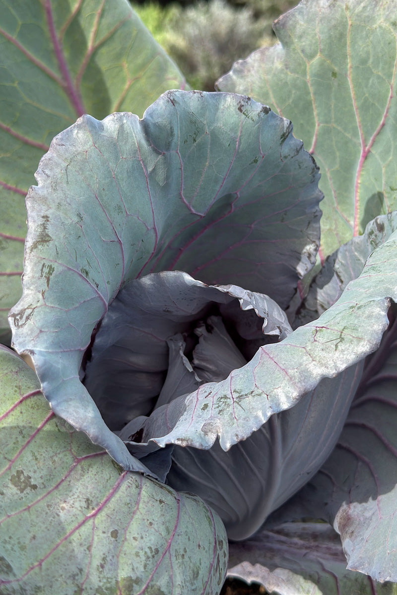 Ornamental Kale, Ruby Perfect