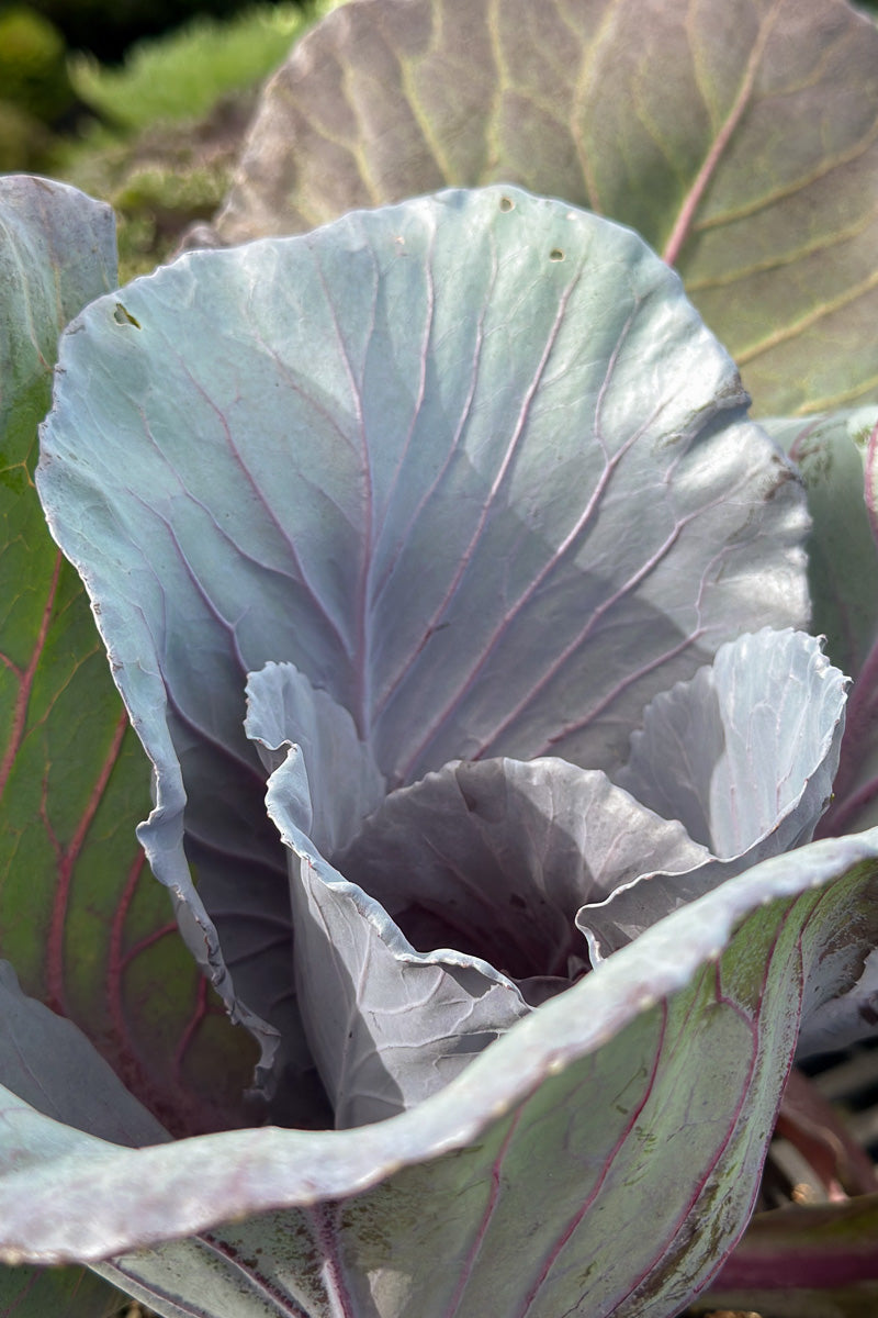 Ornamental Kale, Ruby Perfect