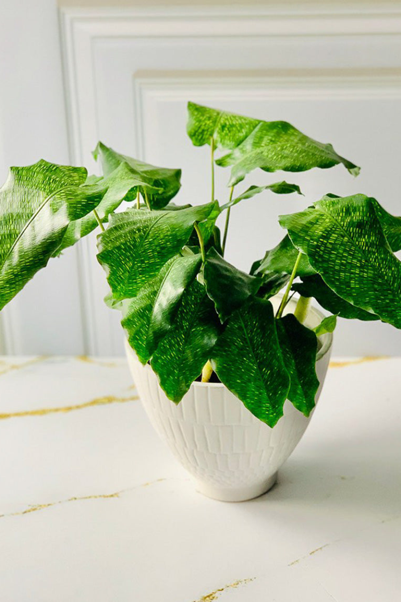Calathea, Mosaica 6"
