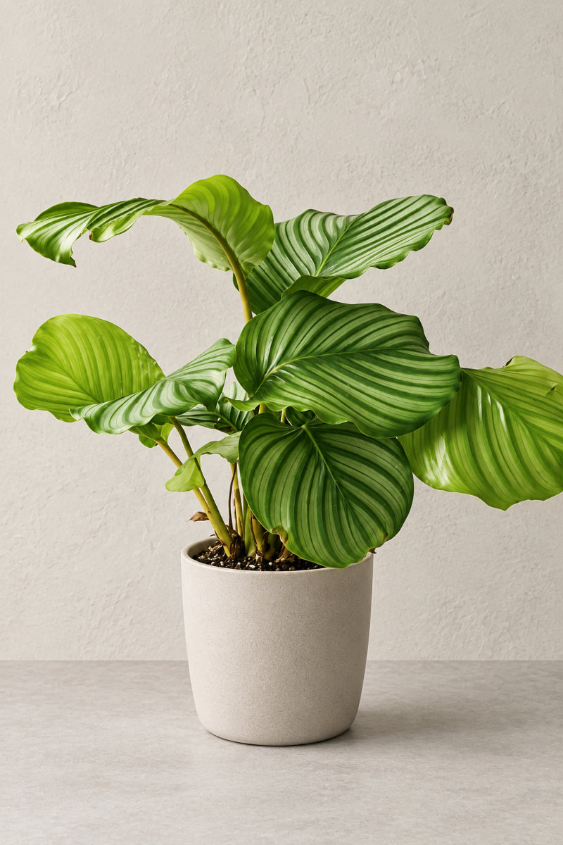 Calathea, Orbifolia 4"