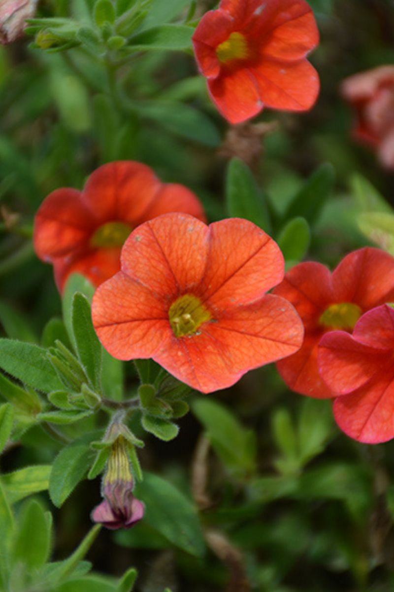 Calibrachoa Mini Famous Deep Orange