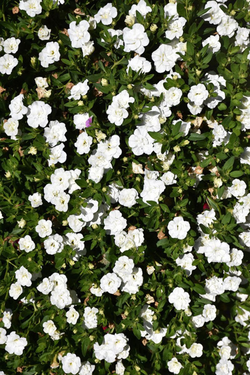 Calibrachoa Mini Famous Uno Dbl White