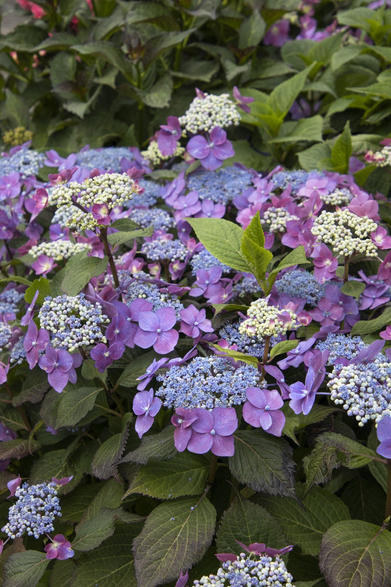 Hydrangea, Cape May