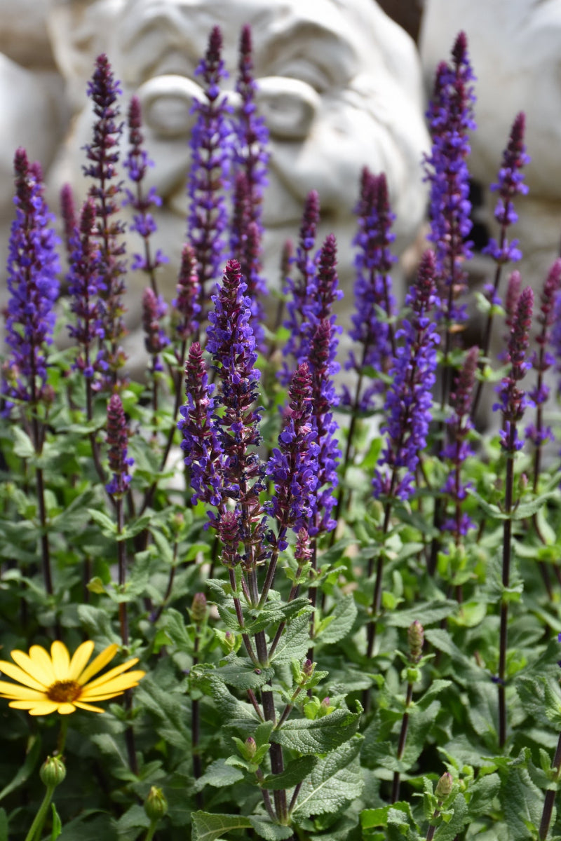 Salvia, Caramia