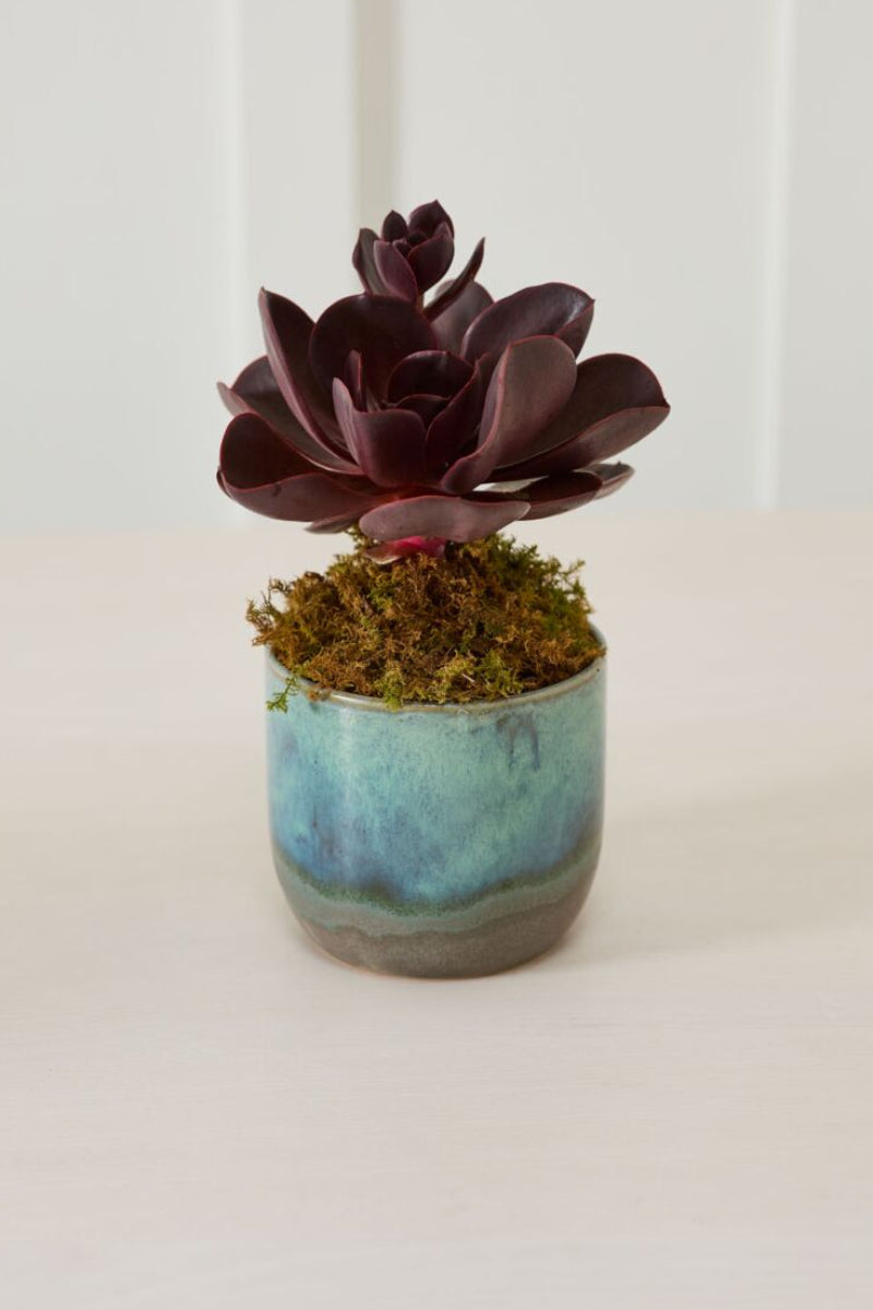 Caribe Pot 5.25"x4.75" Green