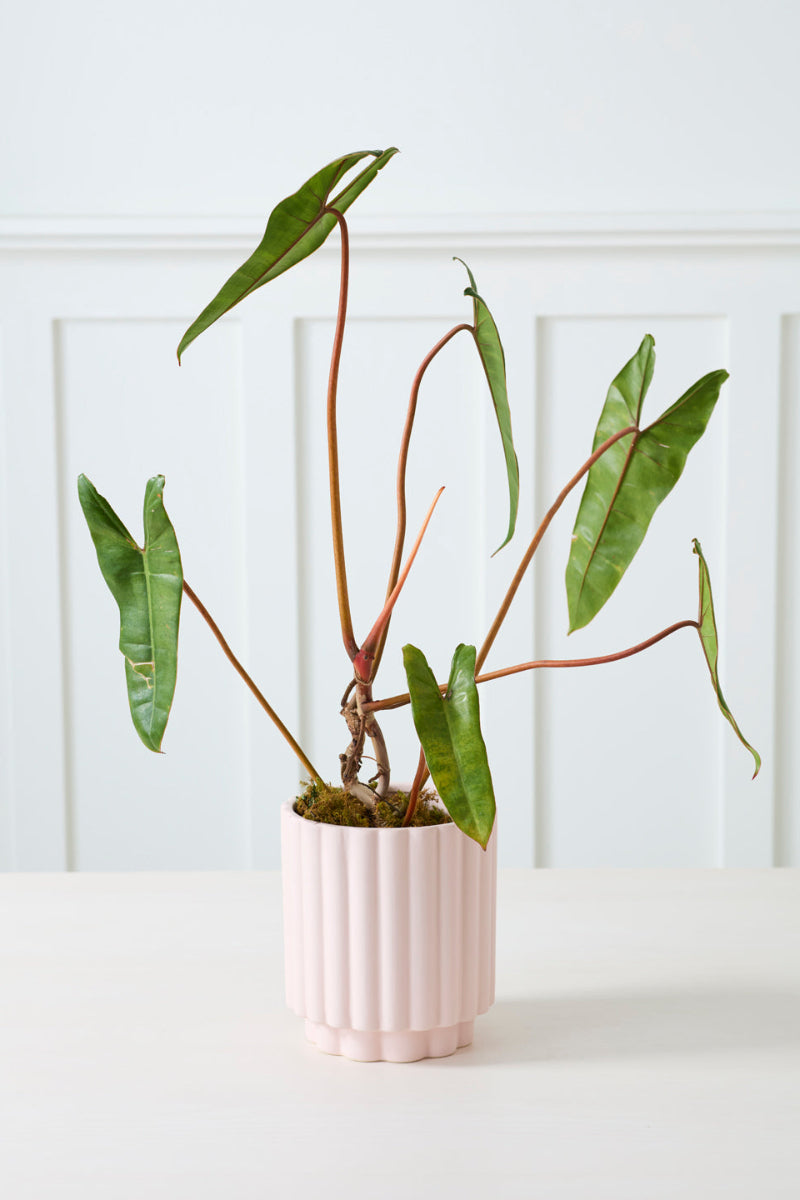 Carmen Pot 7.25"x8.25" Light Pink